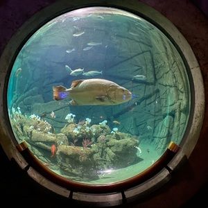 Meet your Posher, Amelia